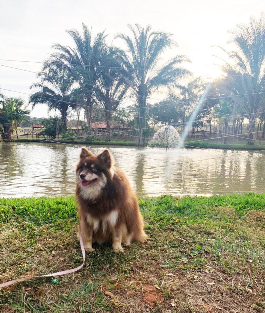 Foz do Marinheiro Está no Guia Pet Friendly