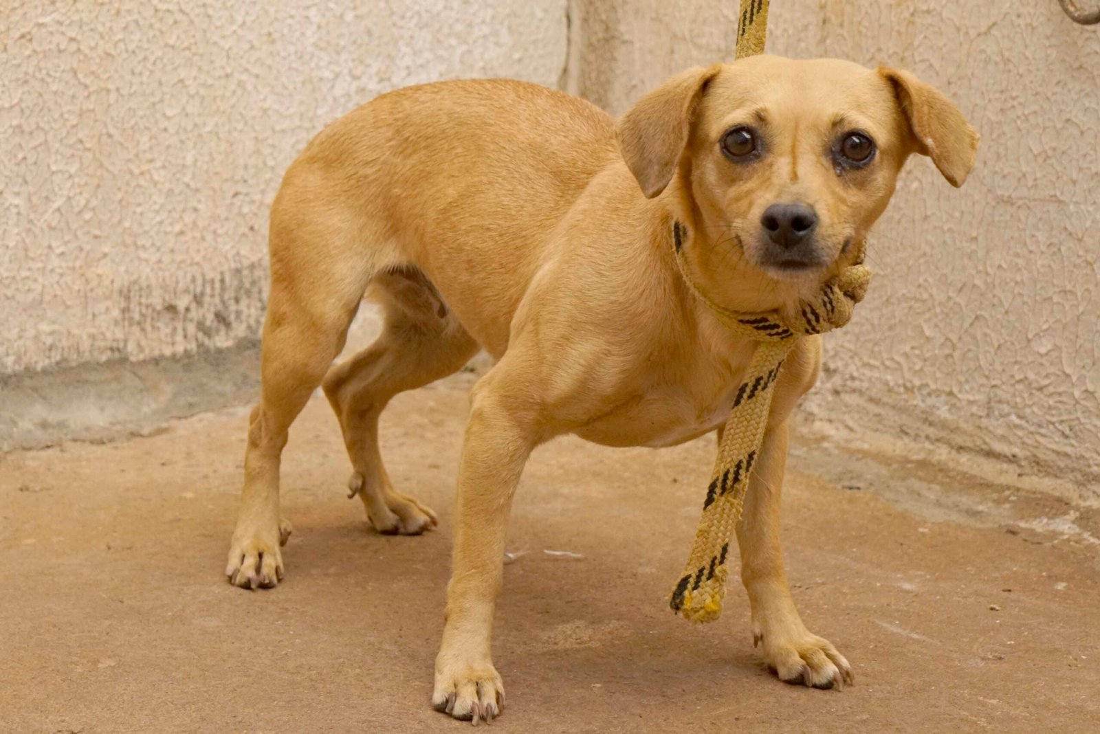 A DIRETORIA DO BEM ESTAR ANIMAL LANÇA CAMPANHA DE ADOÇÃO DE CÃES E GATOS