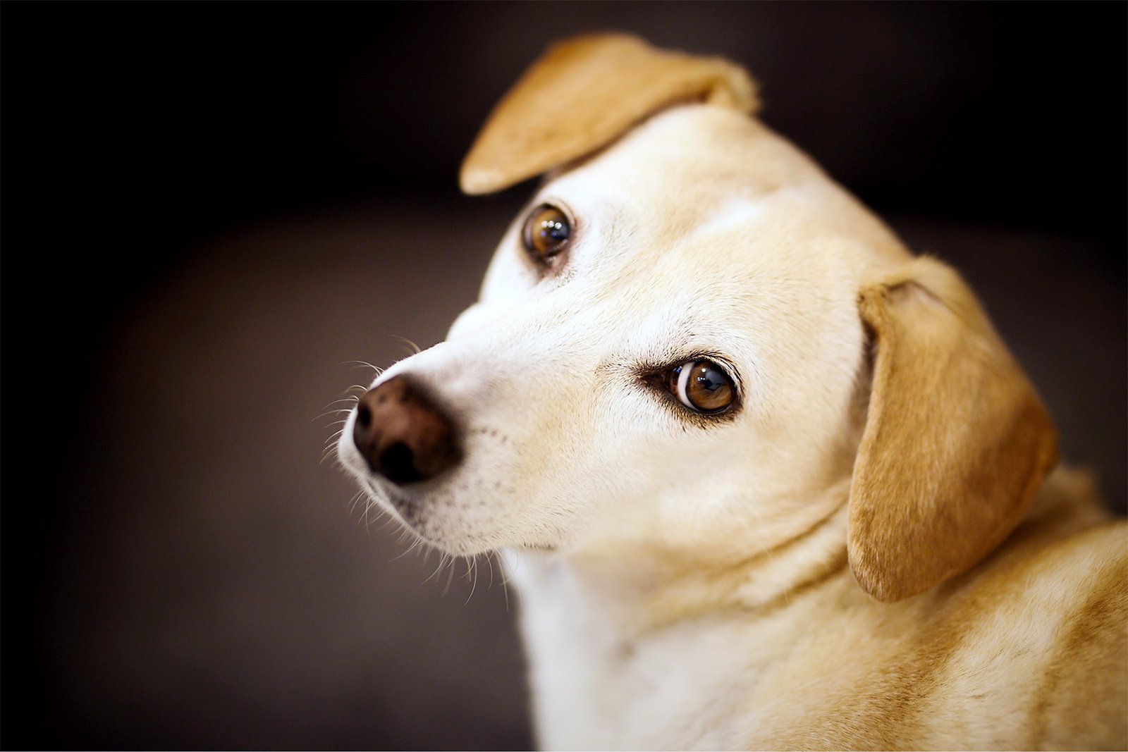 RIOPRETO SHOPPING APOIA AÇÃO PET FRIENDLY – DOAÇÃO DE SANGUE