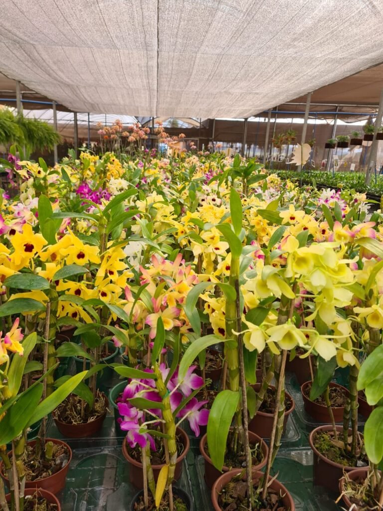 Feira de Orquídeas e Flores Dia dos Pais
