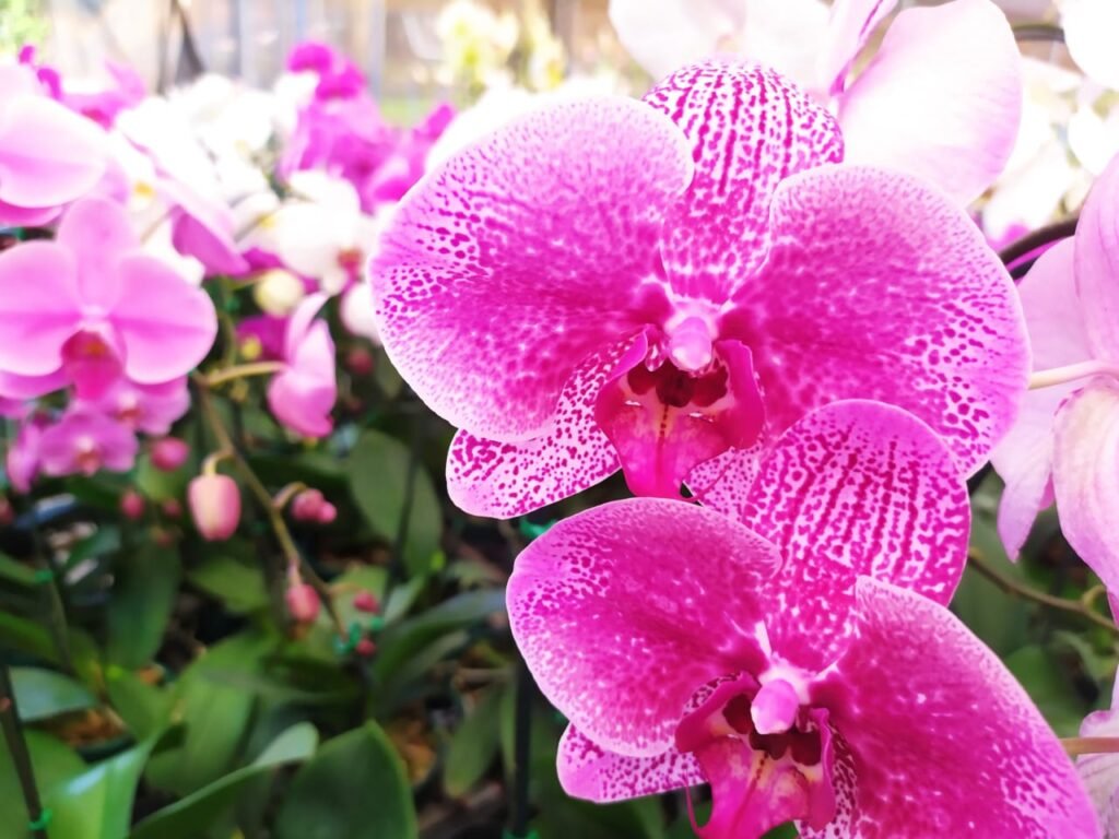 Feira da Primavera no Orquidário Rio Preto