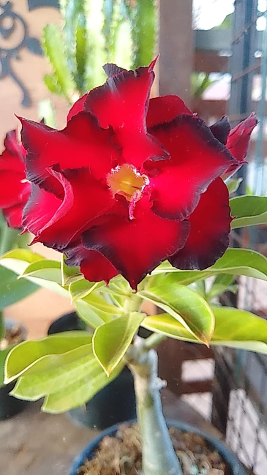 IBIRÁ RECEBE A 1ª FEIRA DA PRIMAVERA