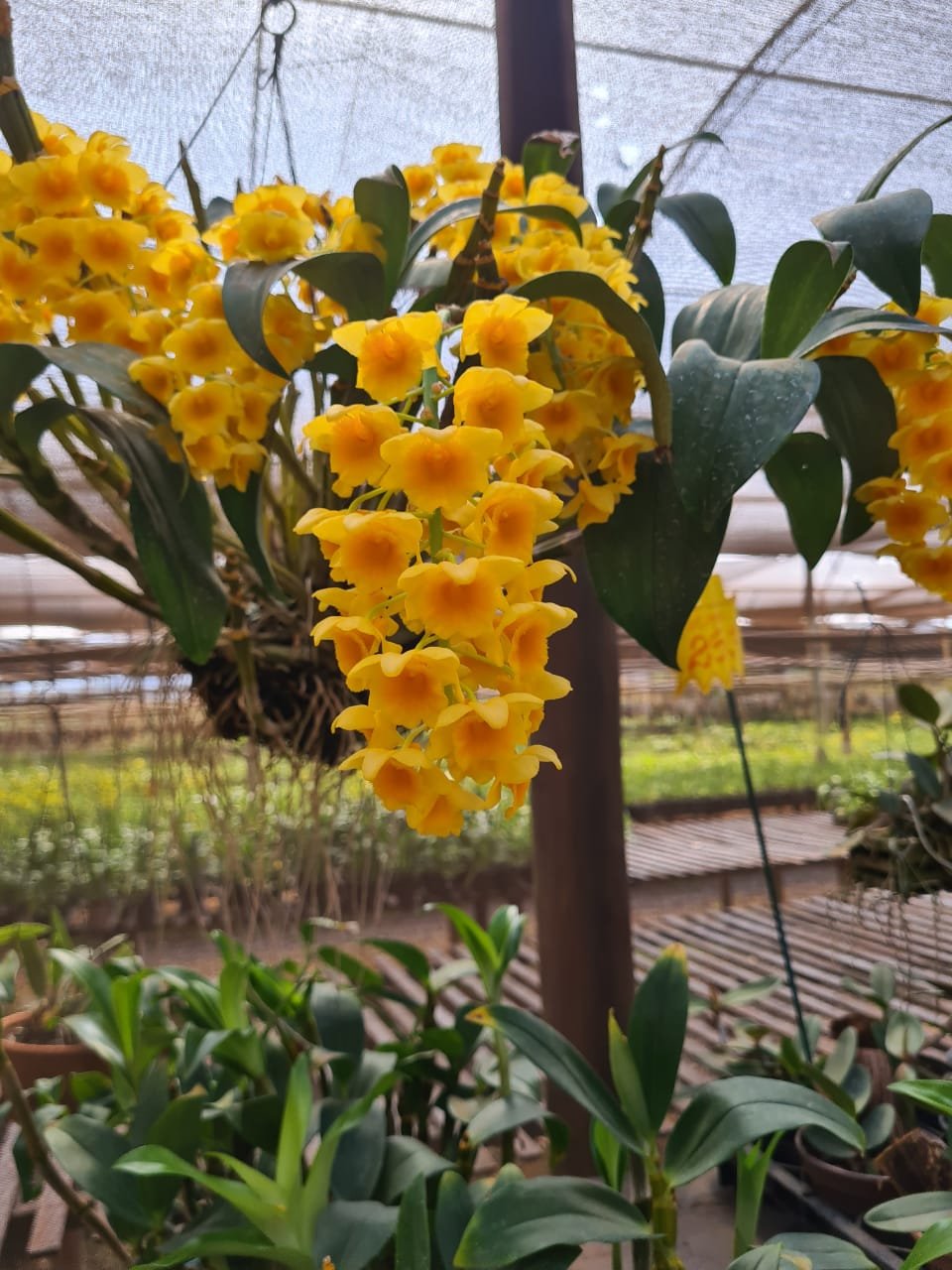 IBIRÁ RECEBE FEIRA DE FLORES, ARTESANATOS E COMIDINHAS