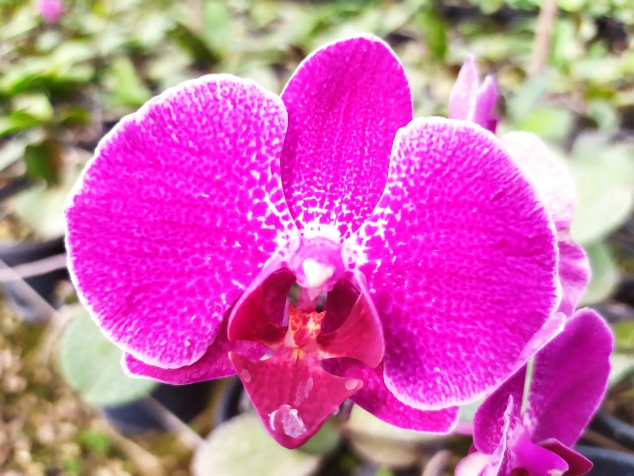ORQUIDÁRIO REALIZA FEIRA SOLIDÁRIA EM RIO PRETO