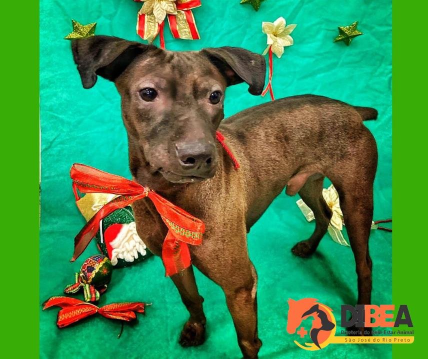 DIBEA PROMOVE CAMPANHA DE ADOÇÃO NATALINA