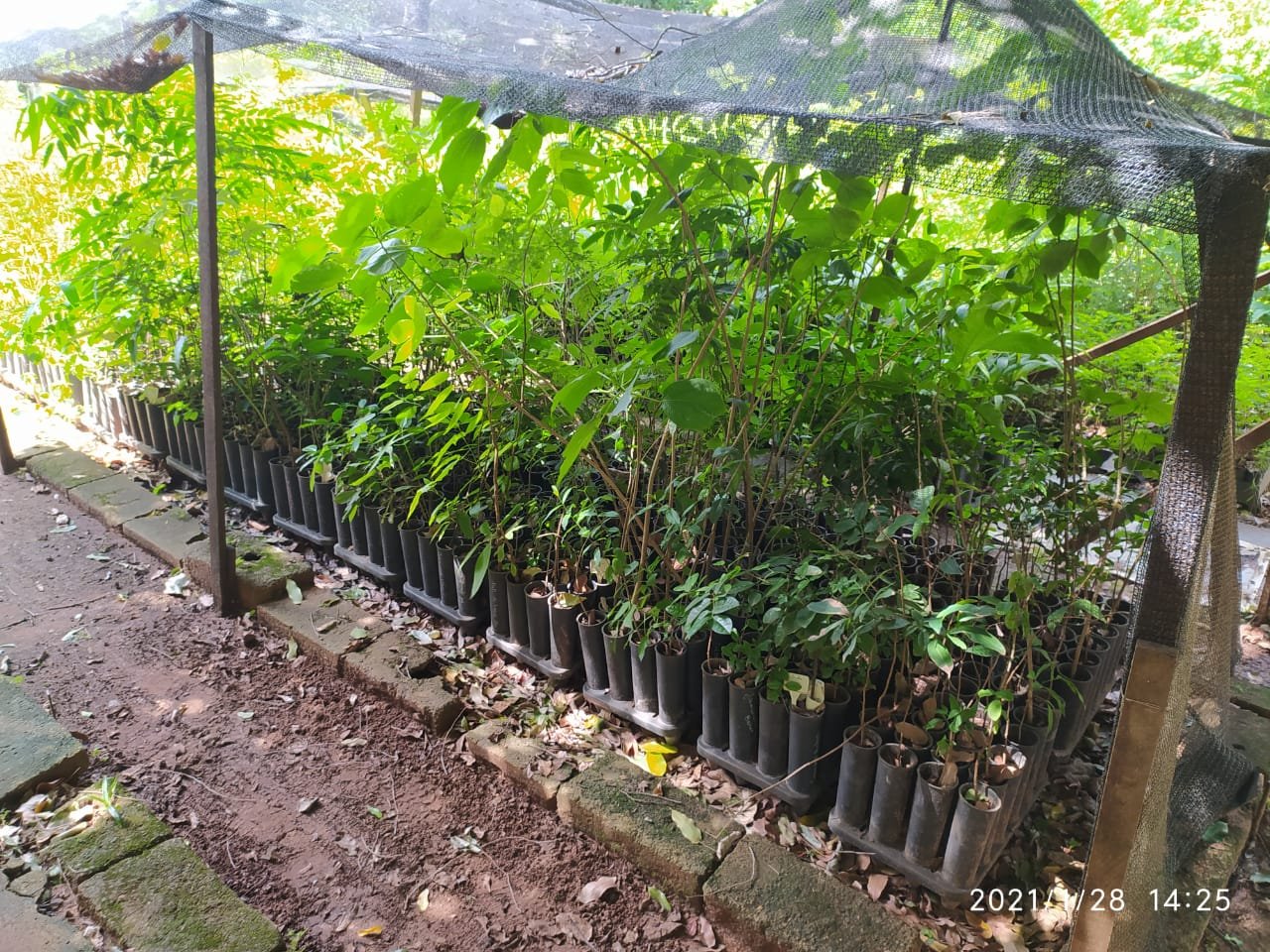 TEREOS – REFLORESTAMENTO