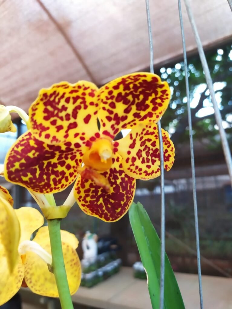 Festival de Férias no Orquidário Rio Preto