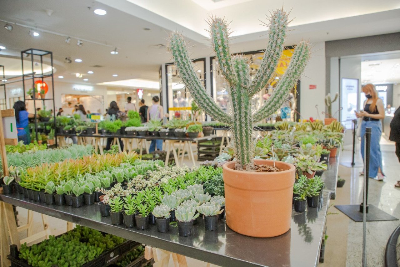 EXPOSIÇÃO DE SUCULENTAS JÁ ESTÃO EXPOSTAS DESDE SEXTA, DIA 11/02