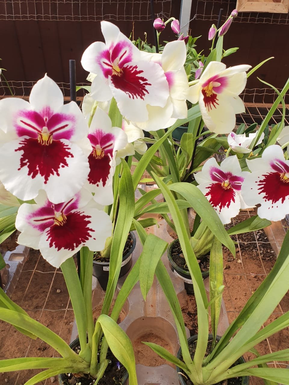 SEMANA DA MULHER COM FEIRA DE FLORES, ARTESANATOS E SABORES NA CEAGESP