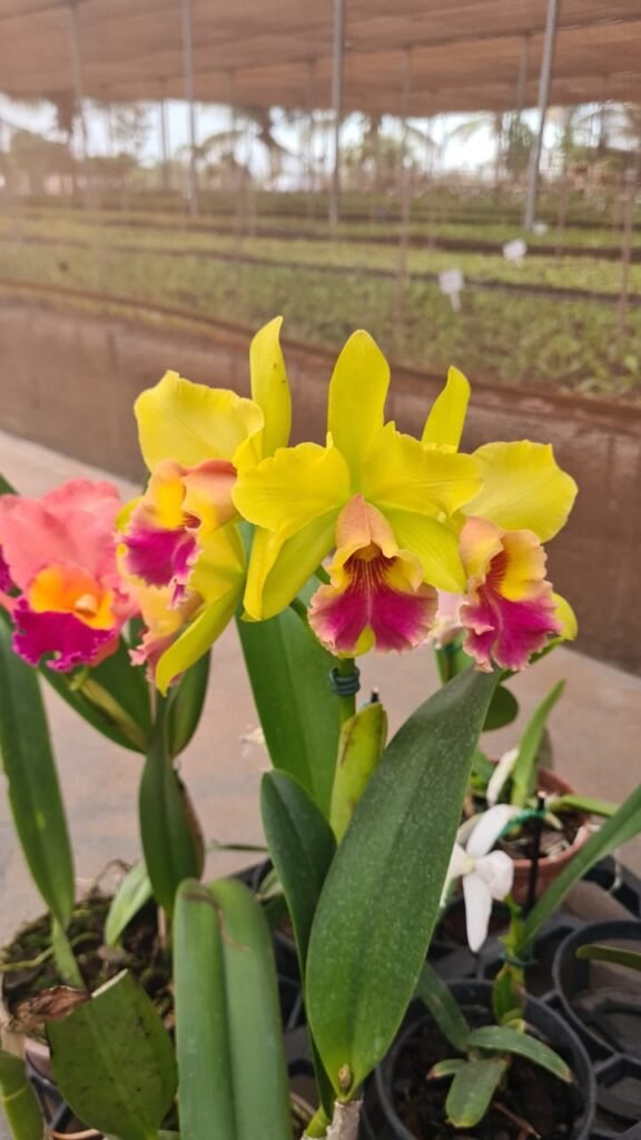 Festival de Outono de Orquídeas no Orquidário Rio Preto