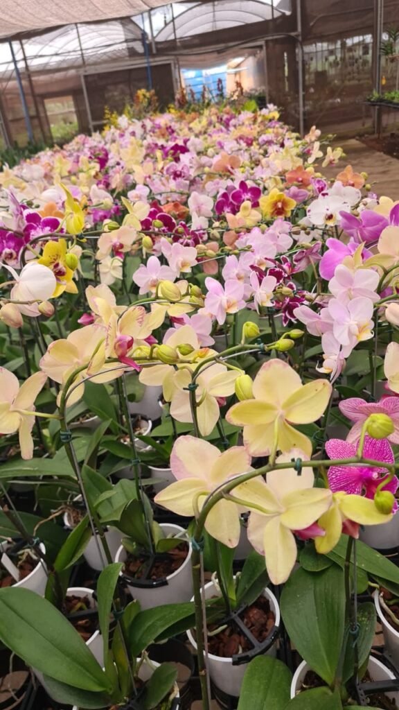 Orquidário Rio Preto Lança Campanha do Agasalho