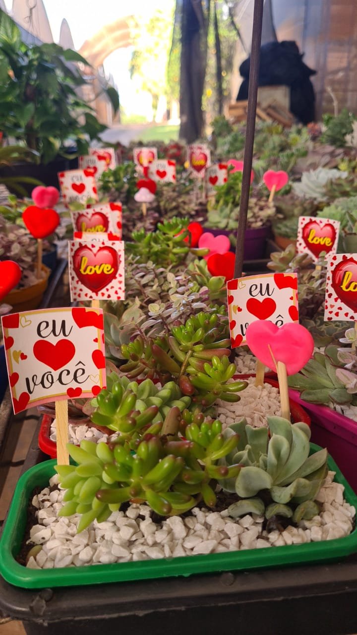 FESTIVAL DE ORQUÍDEAS É BOA OPÇÃO PARA OS NAMORADOS