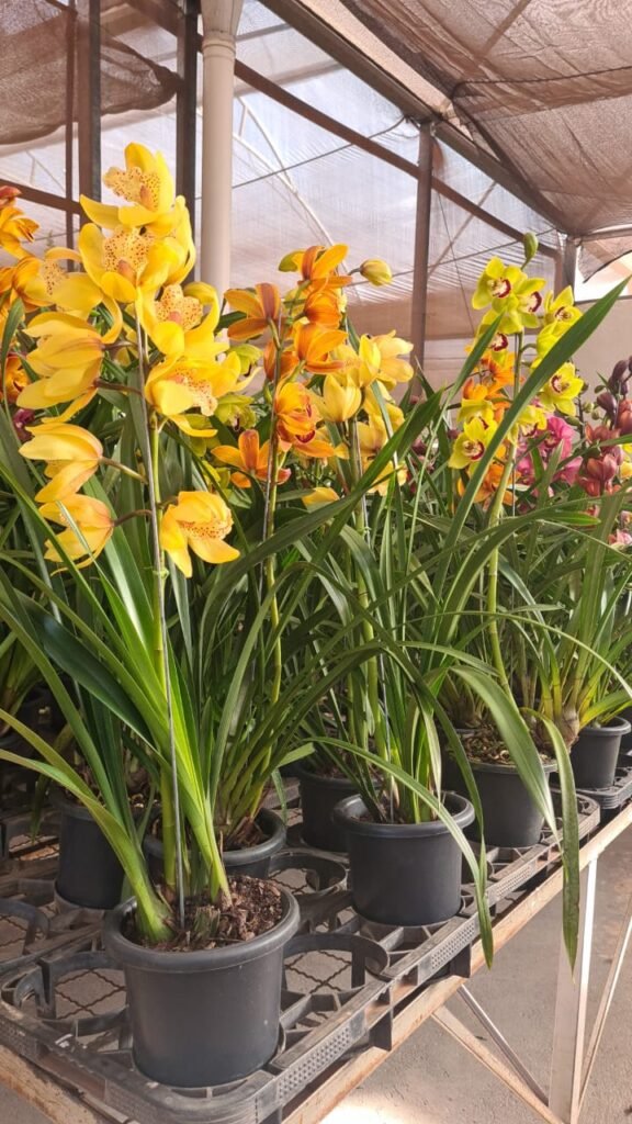 Festival de Orquídeas Marca a Chegada da Primavera