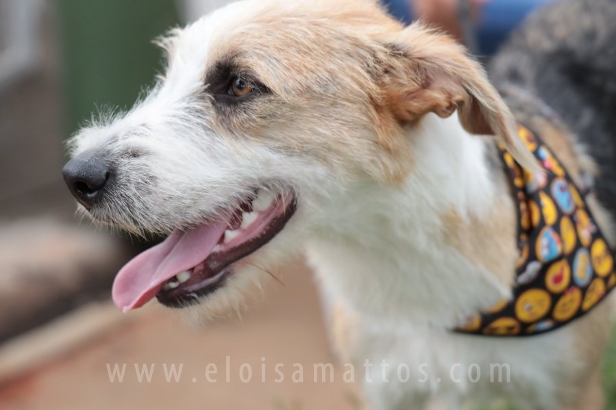 1º FOCINHO’S PET DAY -RIOPRETOSHOPPING/ELOISAMATTOS/MERCADÃOAGROPET - Eloisa Mattos