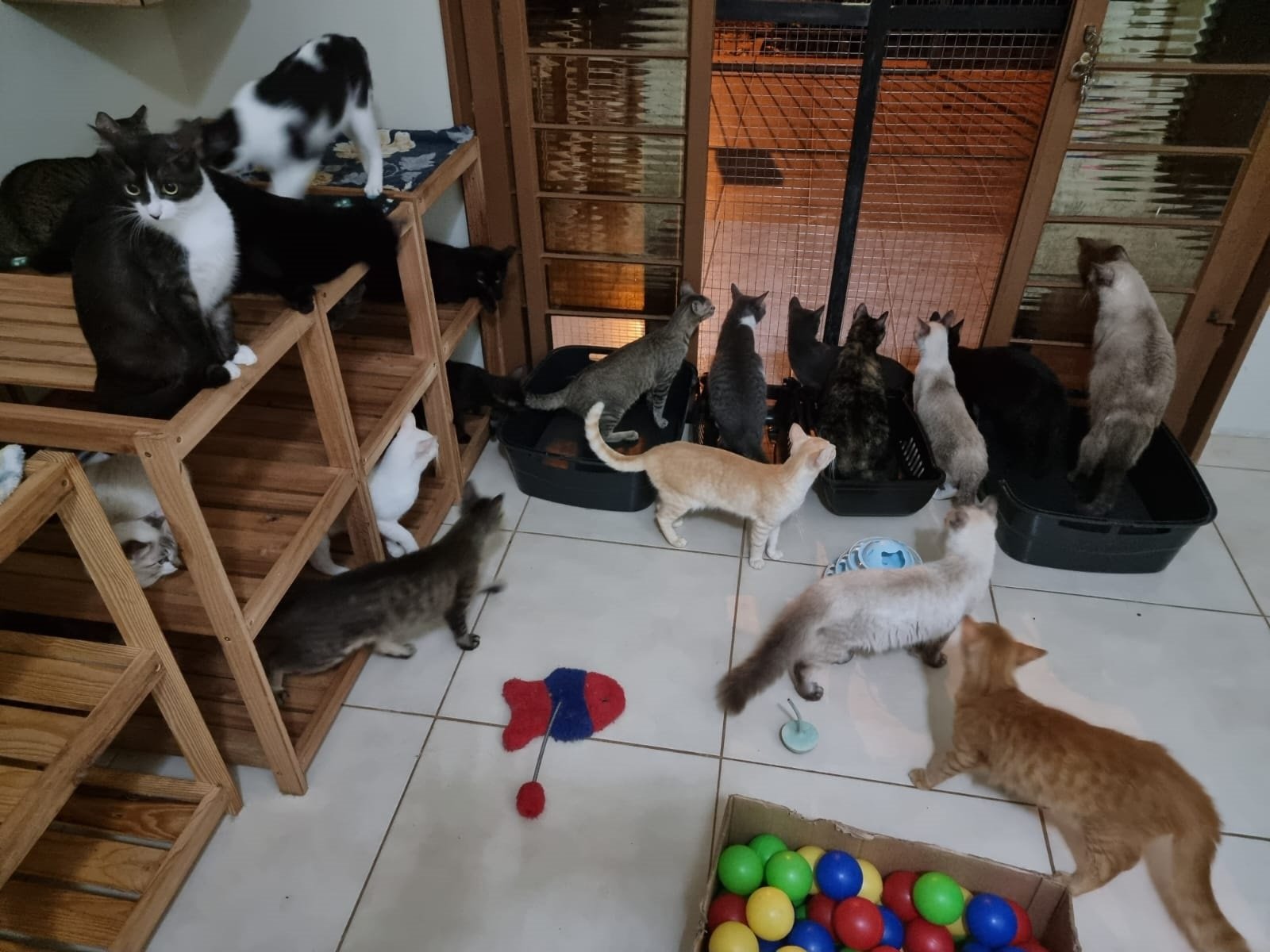 CUIDADORA DE GATINHOS REALILA BAZAR PARA ARRECADAR FUNDOS PARA SEU ABRIGO EM RIO PRETO