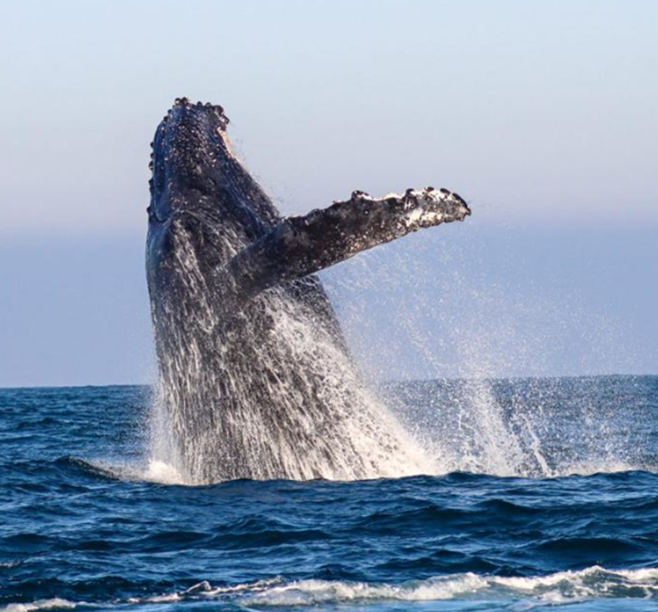 COMEÇA A TEMPORADA DE AVISTAMENTO DE BALEIA NO LITORAL NORTE