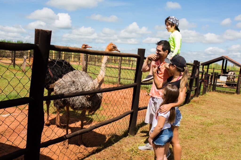 Opções de Férias para Crianças no Barretos Country