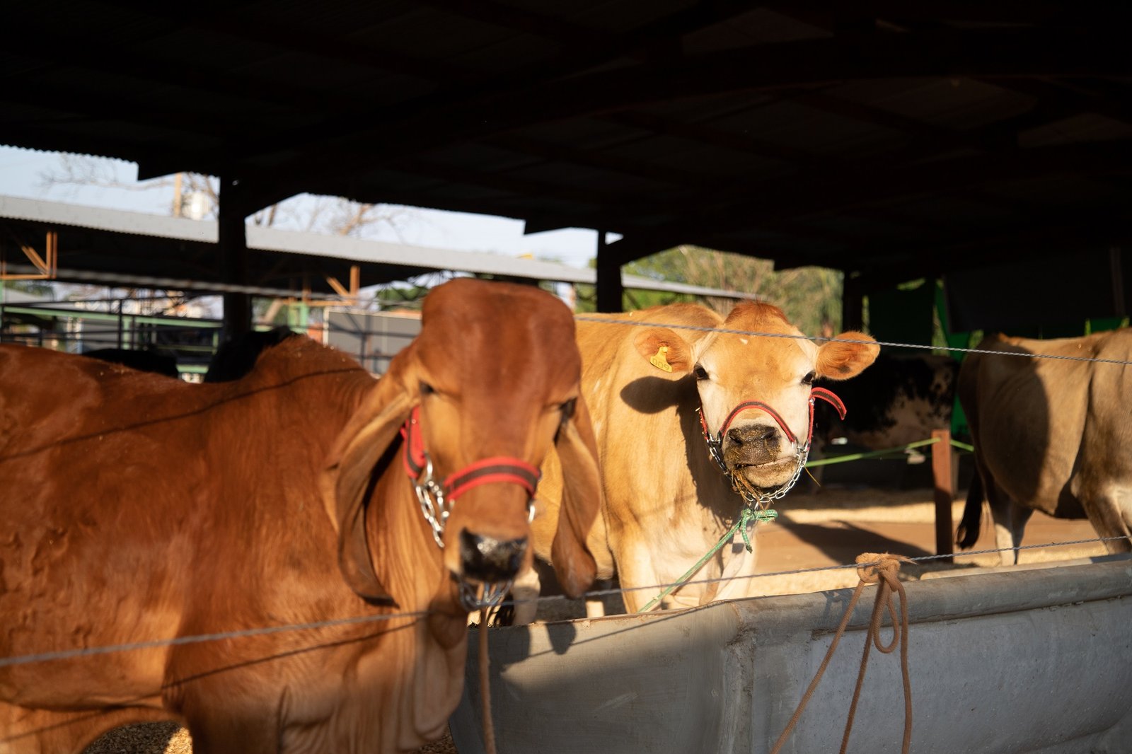 COM MEGA ESTRUTURA INÉDITA, EXPÔ ARAÇATUBA 2023 ESPERA MAIS DE 250 MIL PESSOAS