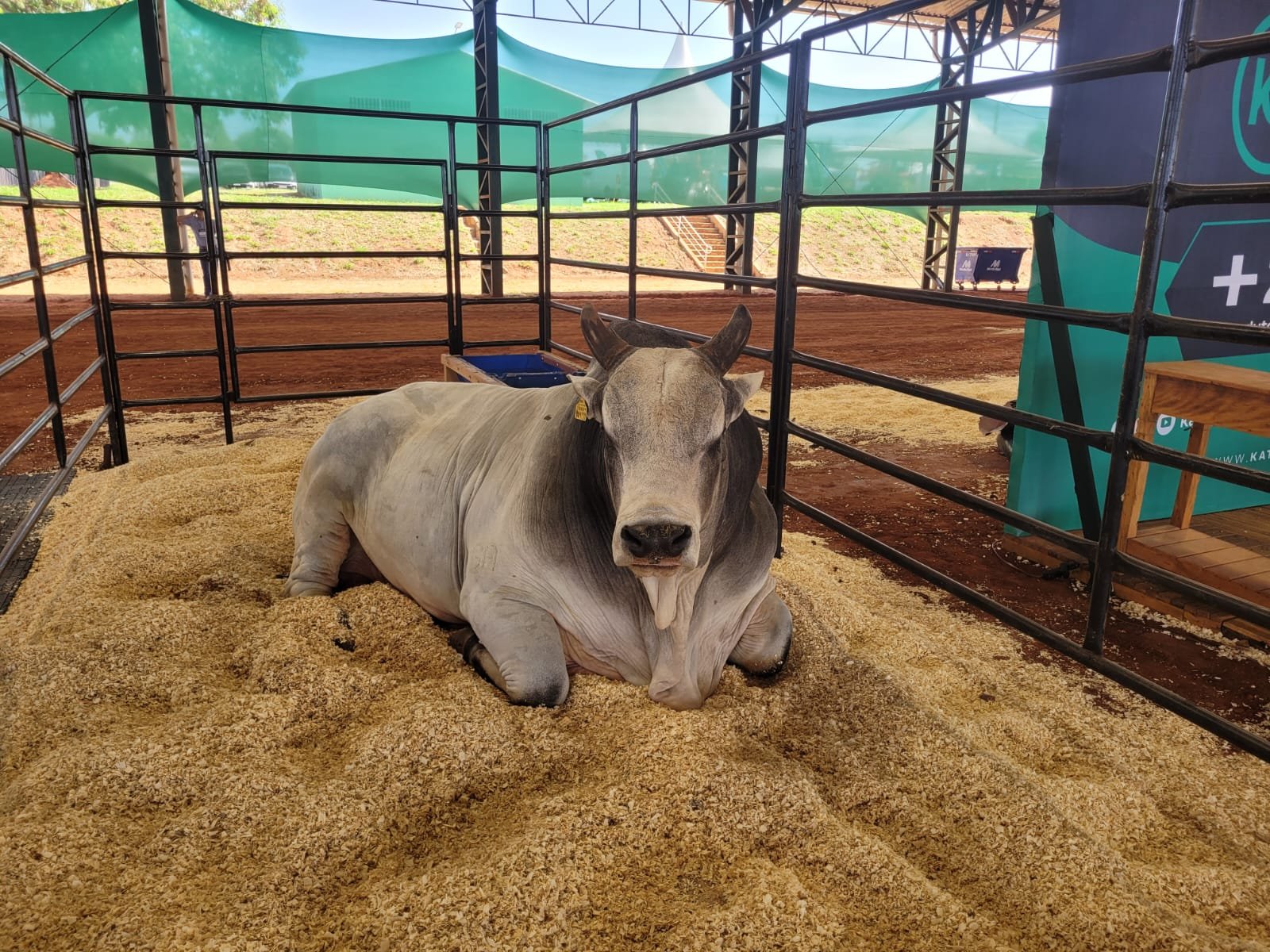 EXPÔ ARAÇATUBA REÚNE MAIS DE 250 MIL PESSOAS