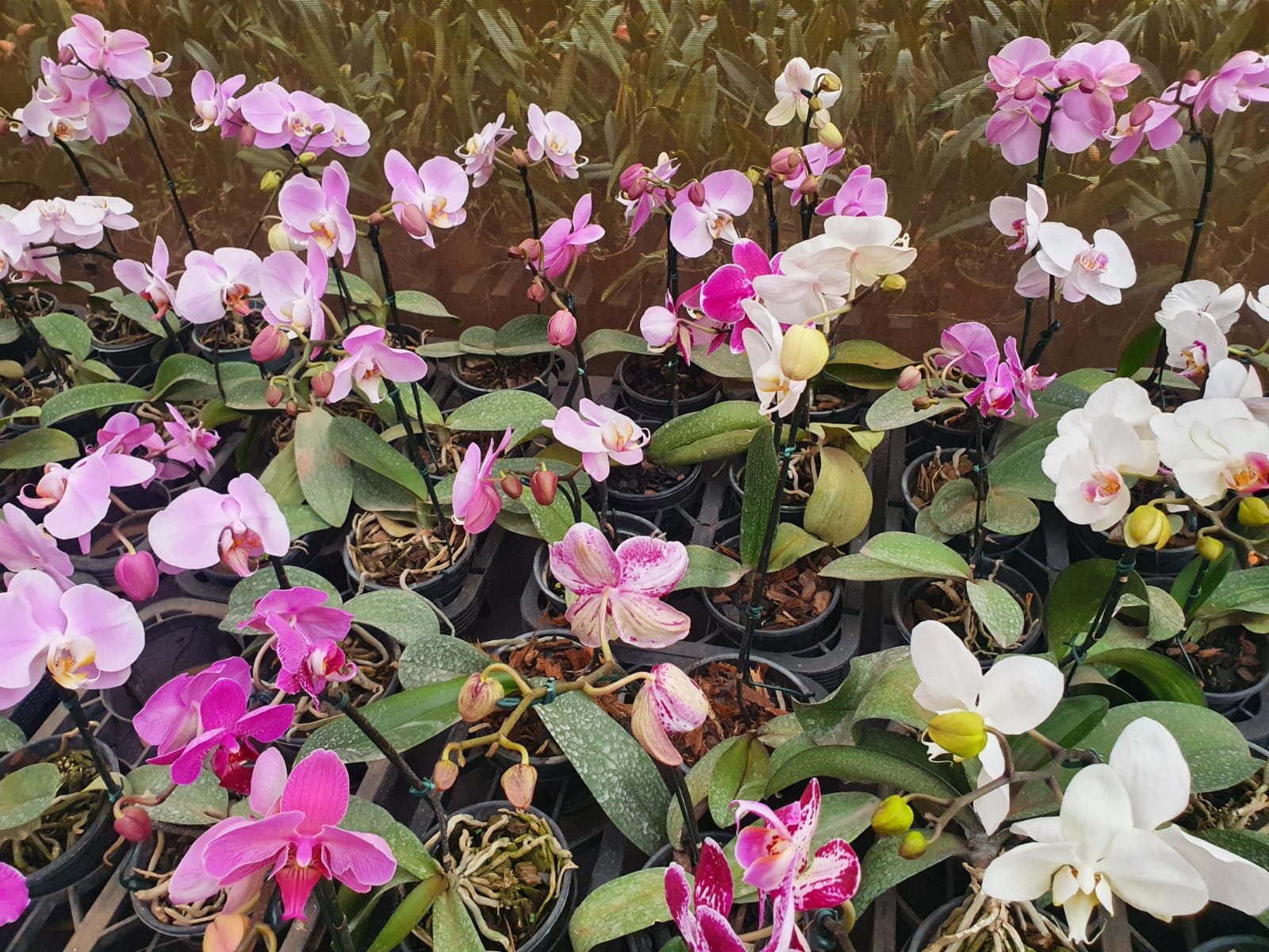CEAGESP EM FLOR CHEGA PARA MARCAR INÍCIO DA PRIMAVERA EM SÃO JOSÉ DO RIO PRETO