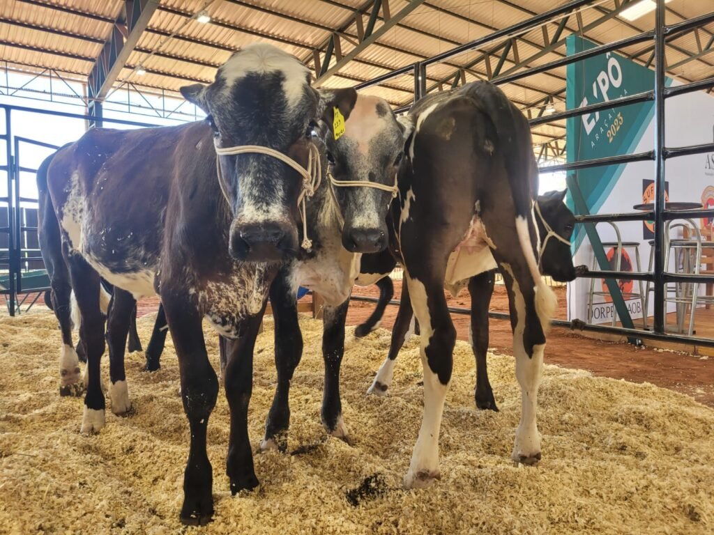 Expô Araçatuba 2023- Feira de Agronegócio Reúne Animais com  Melhores Genéticas do País Indoor