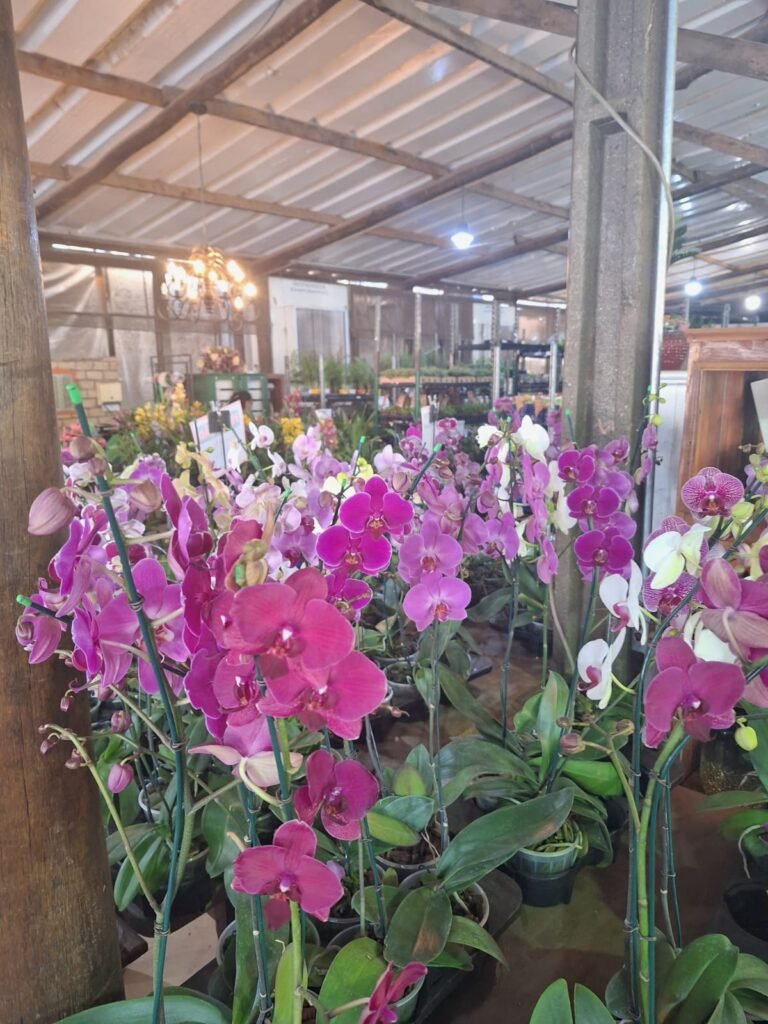 Natal Ceagesp Chega para Inspirar Ambientes com Flores e Produtos de Decoração