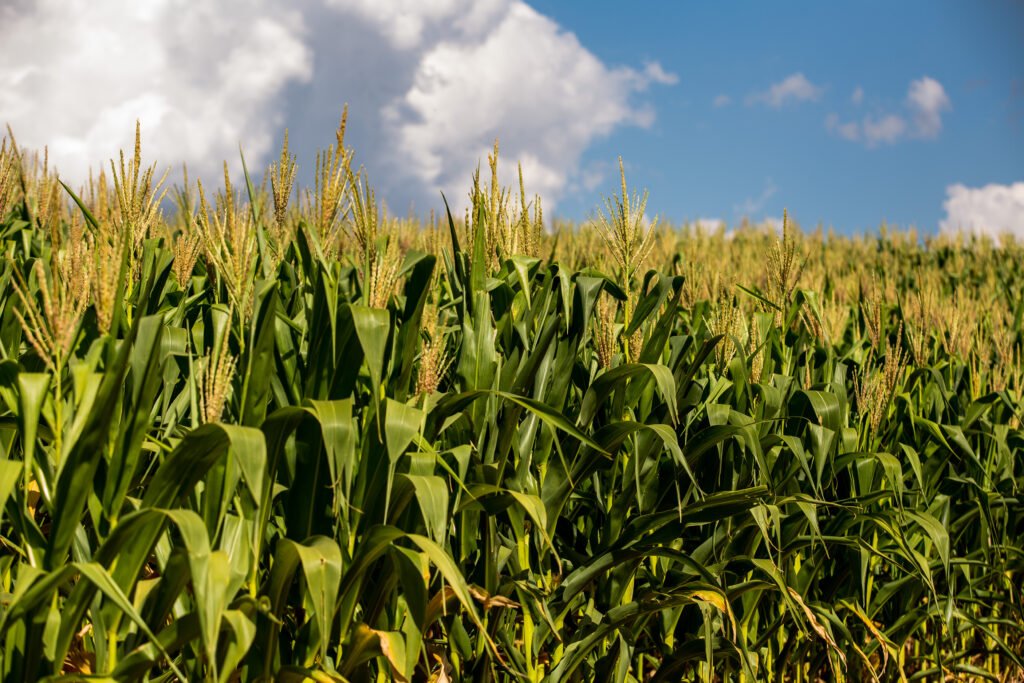 Tereos Amido & Adoçantes Brasil Amplia Portfólio com Produção de Óleo Bruto de Milho