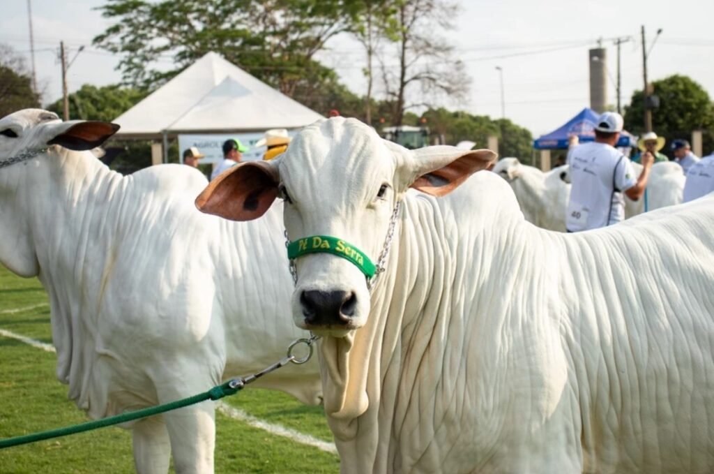 Comunic é a Agência da 61º Expo Rio Preto