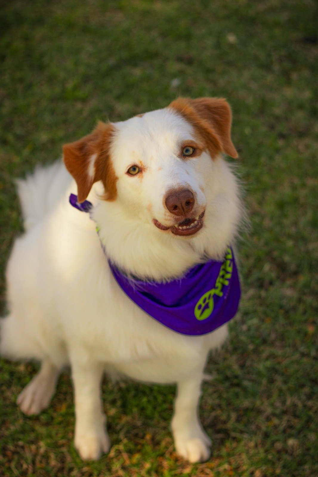GRUPO PREVER INOVA E LANÇA PLANO DE ASSISTÊNCIA VETERINÁRIA