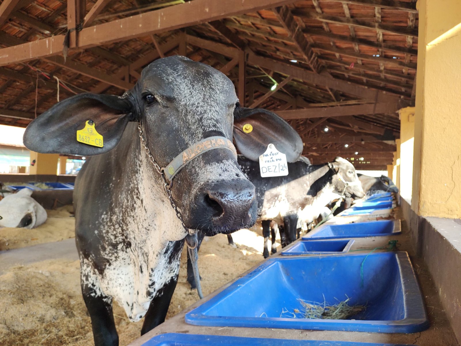 61ª EDIÇÃO DA EXPO RIO PRETO SICREDI CONCENTRA ATIVIDADES A PARTIR DE QUARTA-FEIRA, 18
