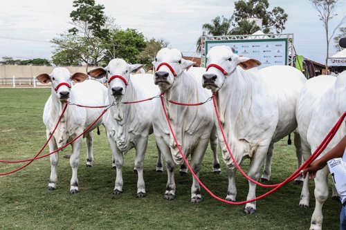 EXPO RIO PRETO SICREDI SEDIA RENOMADA ETAPA OURO NELORE