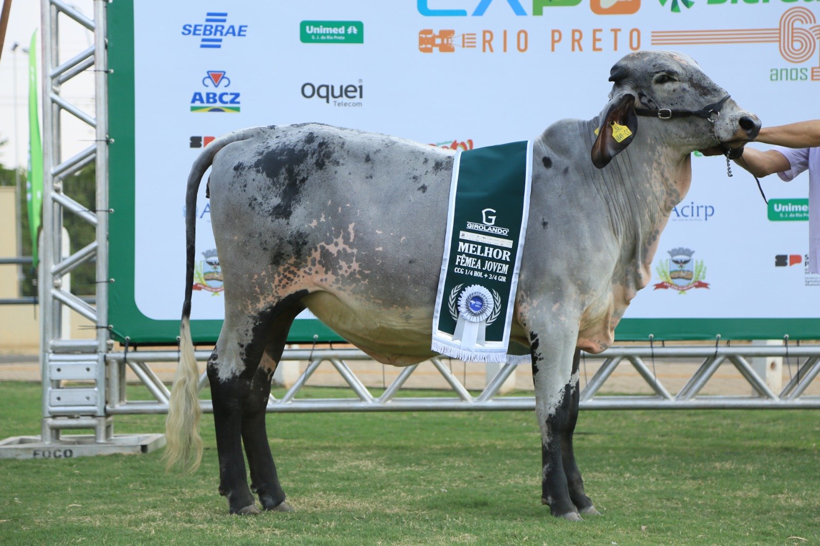 PRIMEIRO DIA DE JULGAMENTOS DA 61ª EXPO RIO PRETO SICREDI TEM FÊMEA DE MOGI DAS CRUZES/SP COMO UM DOS DESTAQUES