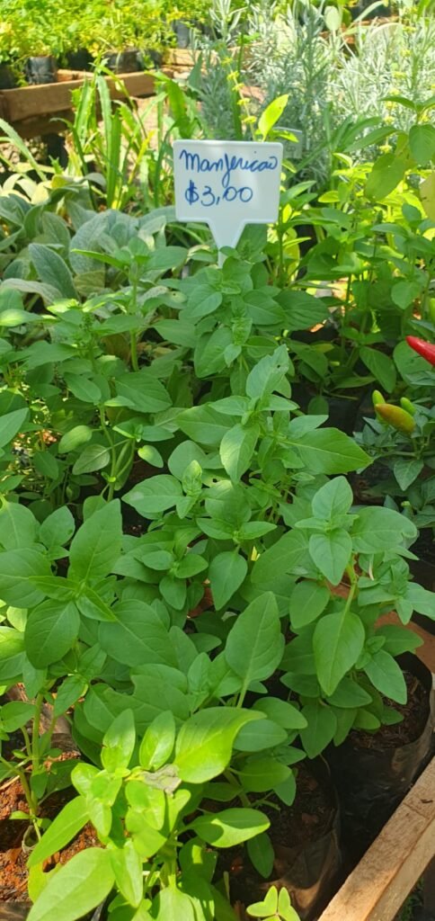 Ceagesp em Flor: Um Espetáculo de Cores e Aromas para Todos os Gostos