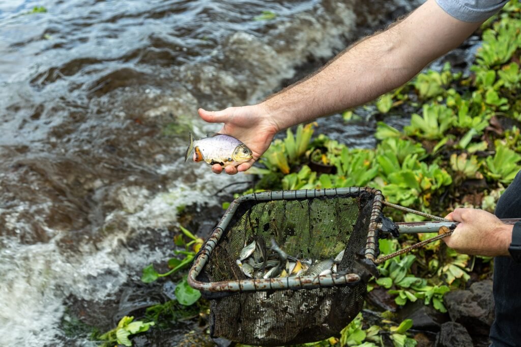CTG Brasil Solta 80 Mil Peixes da Espécie Pintado no Rio Paraná