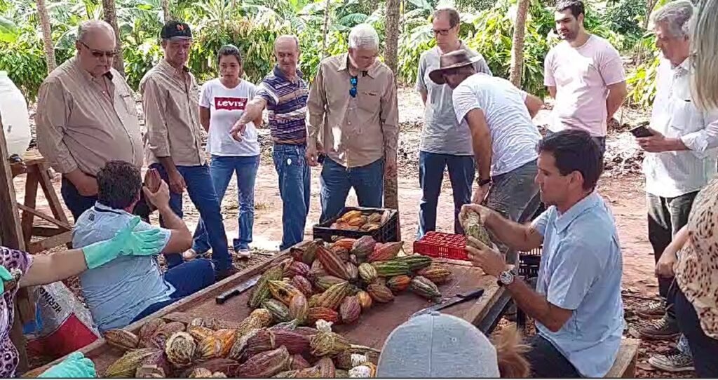 Cacaueiros da Região de Rio Preto Começam a Produzir e Agricultores Aprendem a Beneficiar as Amêndoas