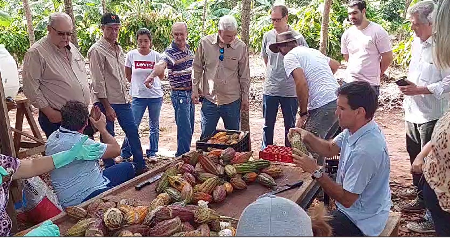 CACAUEIROS DA REGIÃO DE RIO PRETO COMEÇAM A PRODUZIR E AGRICULTORES APRENDEM A BENEFICIAR AS AMÊNDOAS