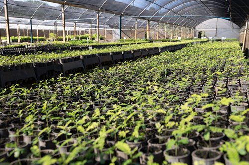 VIVEIROS MANTIDOS PELA TEREOS PRODUZEM MAIS DE 1 MILHÃO DE MUDAS DE ÁRVORES NATIVAS