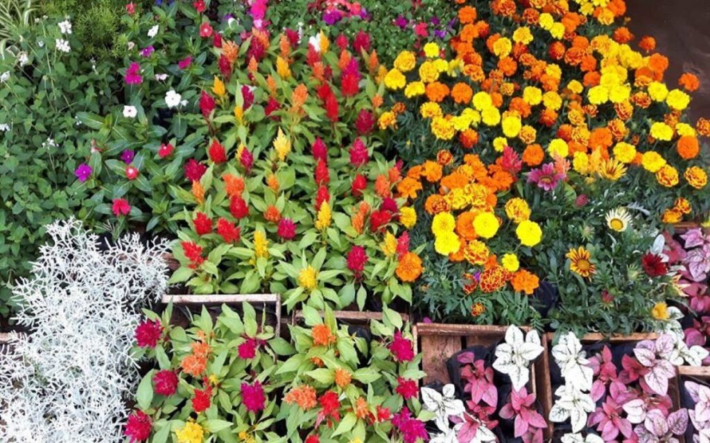 Ceagesp em Flor Une Negócios, Decoração e Encanto na Chegada da Primavera em Rio Preto