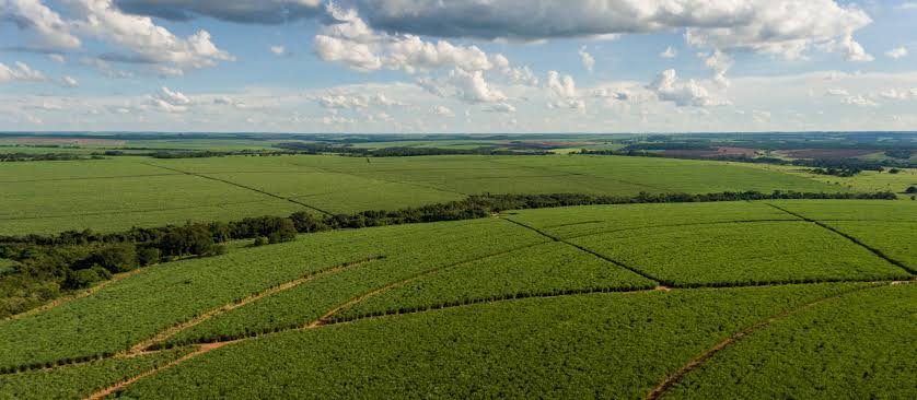 Tereos investe R$ 568 milhões na renovação de canaviais e prepara produção para os próximos ciclos